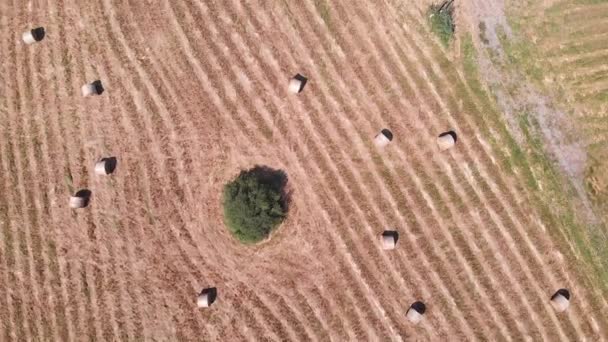 Aerial Drone Footage Hay Bales Meadow Hungary — Stock Video