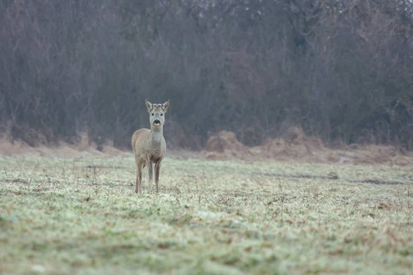 Roztomilý jikry jelen na hřišti v podzimním čase v Maďarsku — Stock fotografie