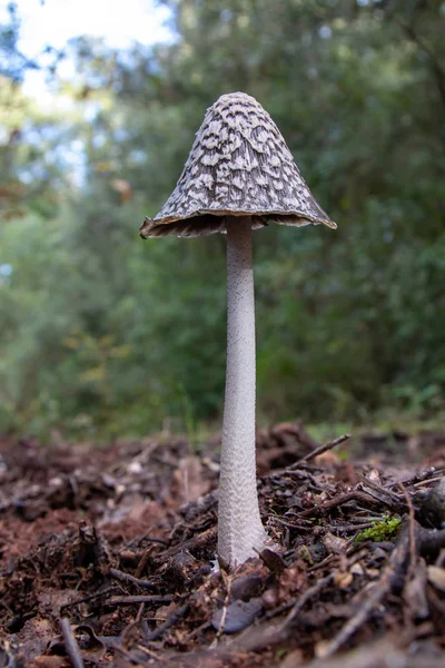 Shaggy ink cap (Coprinus comatus) on the forest — Stock fotografie