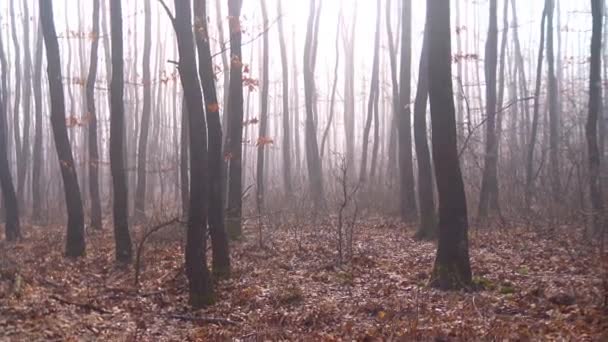 Foggy Forêt Dans Autum Temps Hongrie — Video
