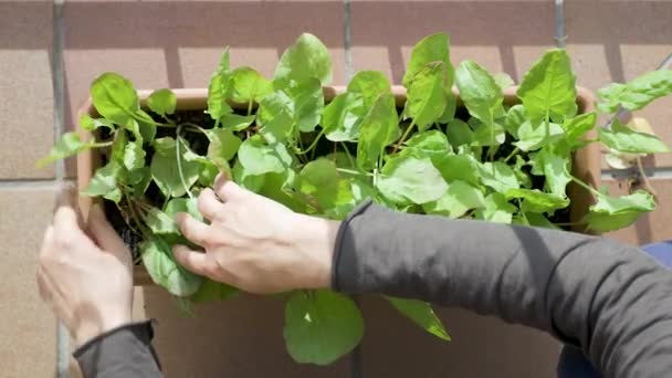 Liten Grönsaksträdgård Balkongen Blomlåda Med Sirapsväxter — Stockvideo