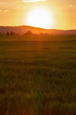 Mısır gevreği tarlasında gün batımı