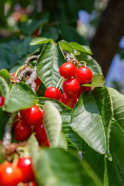 Mavi gökyüzü arka planındaki ağaçta olgun kiraz meyveleri, seçici odak