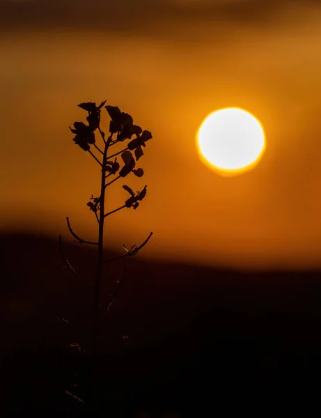 牧草地に沈む夕日 コルザの花 — ストック写真