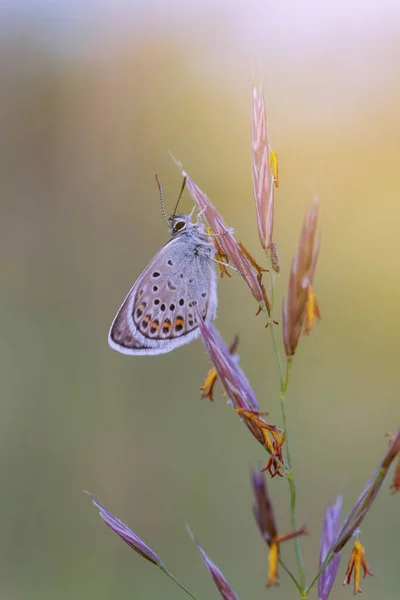 日没の光の中で草の上に一般的な青い蝶 — ストック写真