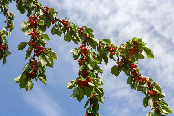 青空の下で桜の実を熟す — ストック写真