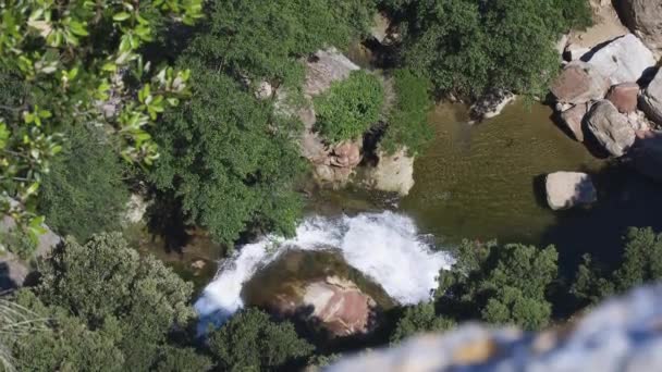 Small Mountain Creek Flows Stones Spring Trees Forest Handheld Footage — Stock Video