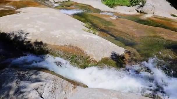 Small Mountain Creek Flows Stones Spring Trees Forest Handheld Footage — Stock Video