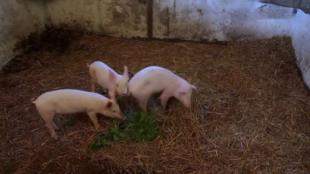 Three Little Pigs Hutch — Stock Video