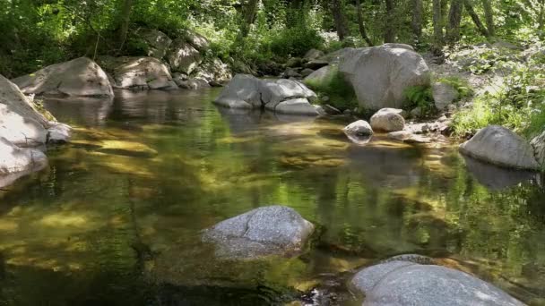 Pequeño Transparente Día Soleado Río Bosque — Vídeo de stock