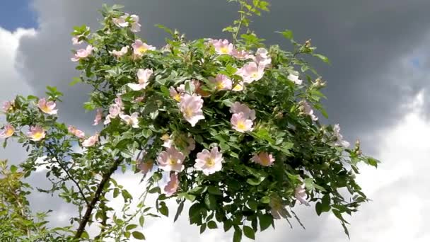 Beautiful Blooming Wild Rose Bush Dog Rose Rosa Canina — Stock Video