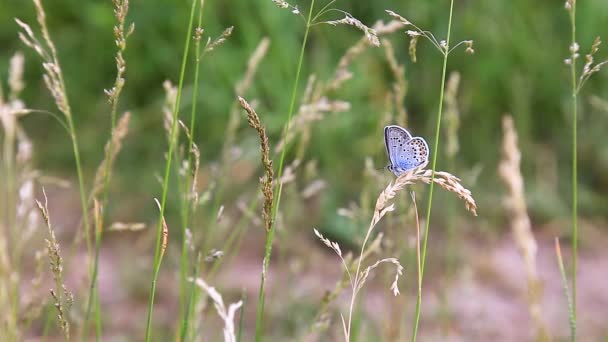 Niebieski Motyl Trawie — Wideo stockowe