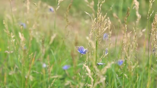 Blauer Schmetterling Auf Dem Gras — Stockvideo