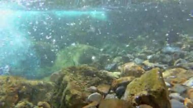 İspanya 'daki Pireneler Dağı' ndaki açık ve hızlı bir dağ deresinde sualtı çekimi.