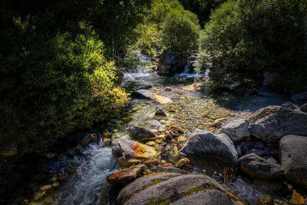 Beau Petit Ruisseau Dans Forêt Dans Parc National Sant Maurici — Photo