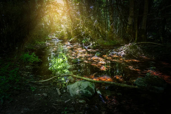 Pěkný Malý Potok Lese Parku National Sant Maurici Španělsku — Stock fotografie