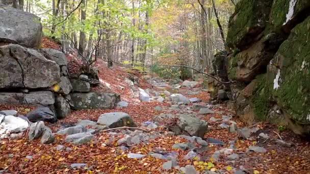 Slow Motion Footage Autumnal Beech Forest Close Colorful Leaves — Stock Video