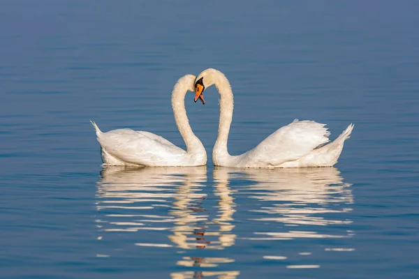 Mute Swans Wyświetlające Rytuały Zalotów Jeziorze — Zdjęcie stockowe