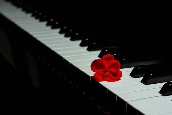 Piano Con Una Flor Geranio Rojo — Foto de Stock