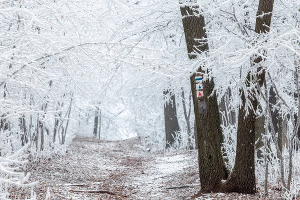 Floresta Branca Inverno Dia Frio Inverno Estrada Turística Com Sinal — Fotografia de Stock