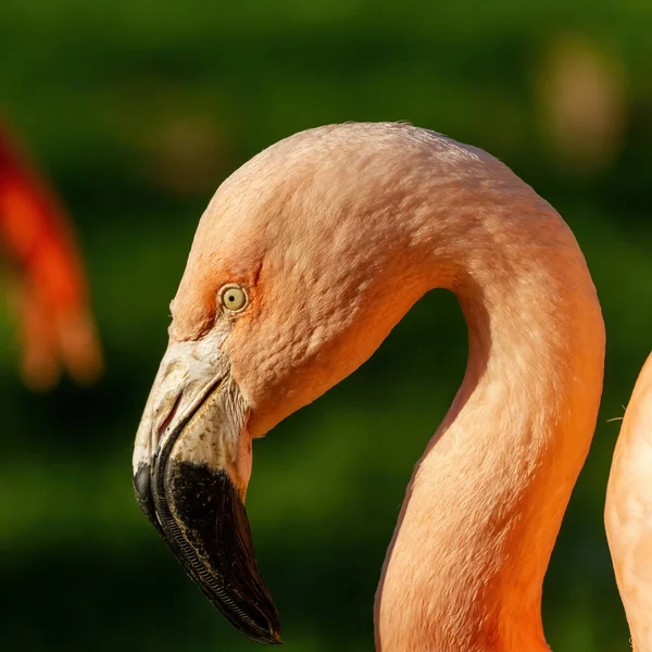 Närbild Bild Vackra Färgglada Orange Flamingo Head Shot — Stockfoto