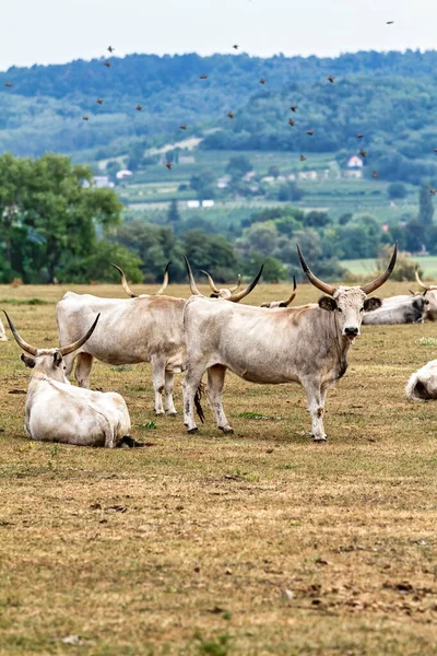 Ungerska Grå Nötkreatur Hörs Fältet — Stockfoto