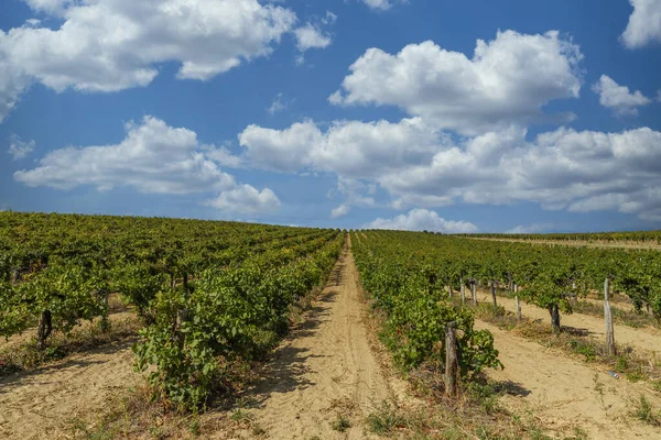 Beautiful Grapevine Rows Austria Sunny Day White Cumulus Clouds — Stock Photo, Image