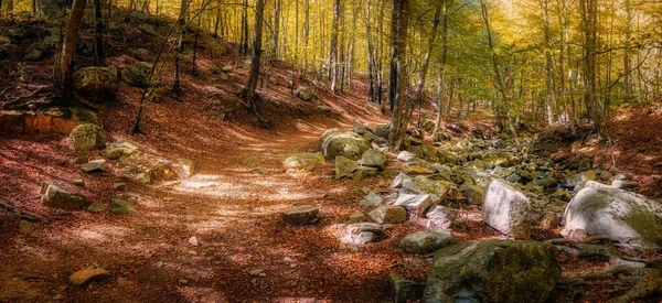 Barevný Bukový Les Cesta Podzim Horách Montseny Katalánsko Španělska — Stock fotografie