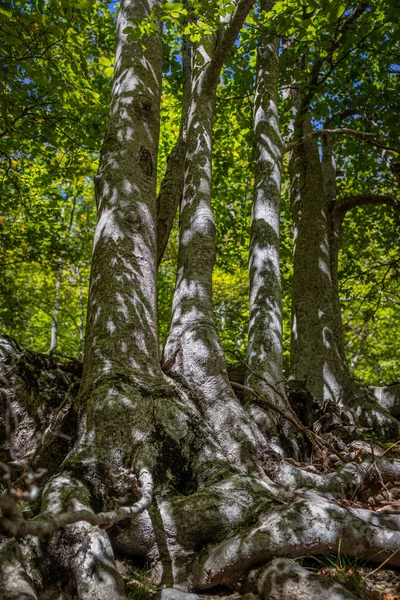 茂密的山毛榉林 长着高大的树木 美丽的自然背景 — 图库照片