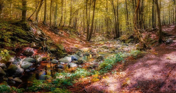Floresta Faia Colorida Outonal Montanha Montseny Catalunha Espanha — Fotografia de Stock