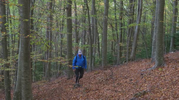 Middelbare Toerist Wandelend Het Herfst Beukenbos Berg Montseny Van Spanje — Stockvideo