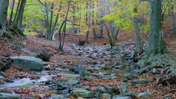 Floresta Faia Com Pequeno Riacho Outonal Montanha Montseny Catalunha Espanha — Vídeo de Stock