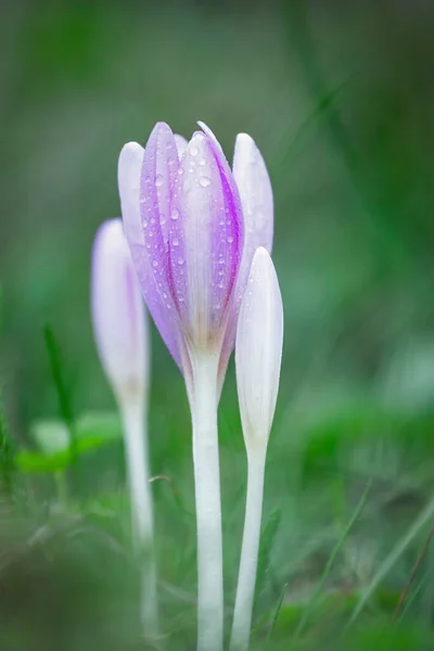 Sonbaharda Kolşyum Sonbaharı Damlası Ile Güzel Bir Kır Çiçeği — Stok fotoğraf