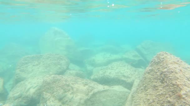 スペインの海岸に多くの魚を持つ水中野生動物 — ストック動画