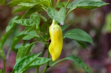 Yeşil biber açık bahçede yetiştirilen.