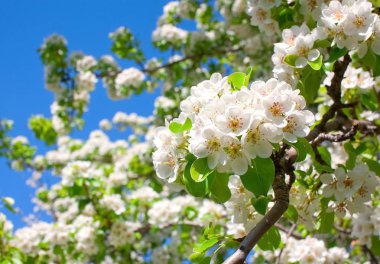 Gökyüzü arka plan armut Şubesi çiçeklenme.