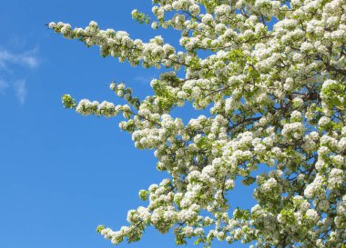Gökyüzü arka plan armut Şubesi çiçeklenme.
