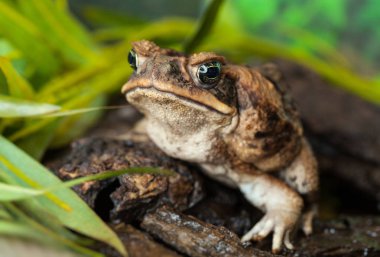 Toad aga in a natural habitat close-up. clipart