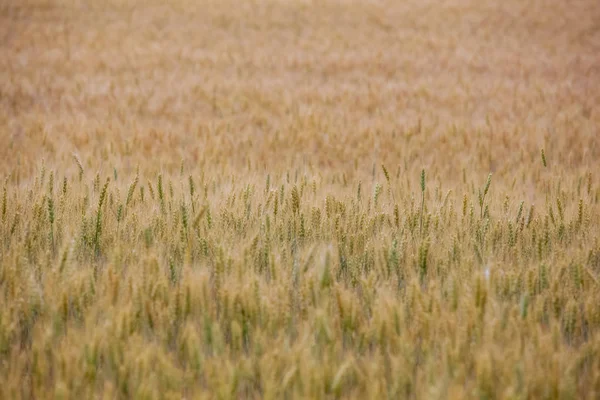 Malerisch Reifes Goldbraunes Feld Gelber Weizen Bei Sonnenuntergang Getreideernte Sommer — Stockfoto