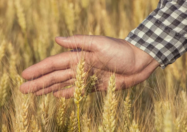 Agronome Agriculteur Champ Blé Touche Épillets Dorés Récolte Des Grains — Photo