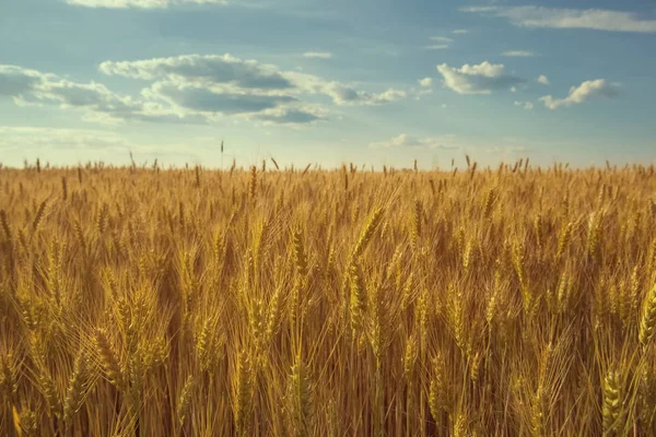 Malerisch Reifes Goldbraunes Feld Gelber Weizen Bei Sonnenuntergang Getreideernte Sommer — Stockfoto