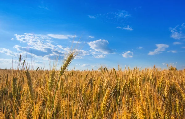 Malerisch Reifes Goldbraunes Feld Gelber Weizen Bei Sonnenuntergang Getreideernte Sommer — Stockfoto