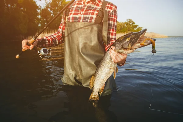 Pescador Sostiene Lucio Pescado Atrapado Anzuelo Estanque Agua Dulce — Foto de Stock