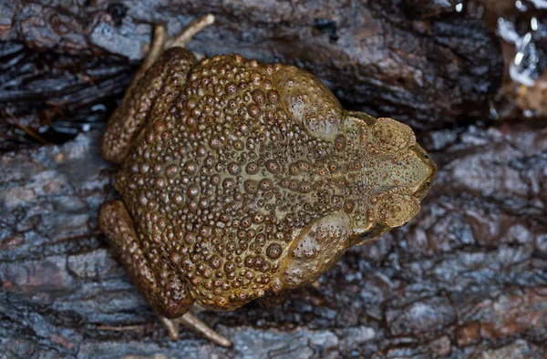 Toad Aga Hábitat Natural Cerca — Foto de Stock