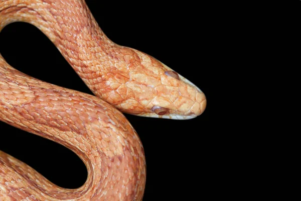 Serpiente Amarillo Naranja Rizada Sobre Fondo Negro Terrario — Foto de Stock