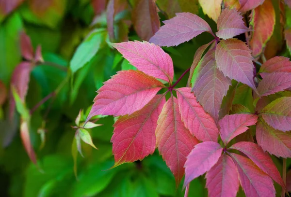 Parthenocissus bahçede büyür ve sonbaharda yapraklar rengini değiştirir.