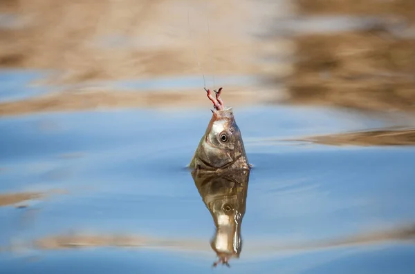 Ψάρια Που Αλιεύονται Έναν Γάντζο Μια Λίμνη Γλυκού Νερού — Φωτογραφία Αρχείου