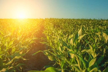 Yaz günü, düzenli sıralarda, yüksek, yeşil, tatlı mısır tarlalarında yetişen tarımı vurguluyor. Arka planda güneş parlıyor. Tahıl ve tahıl ekinleri ailesi..