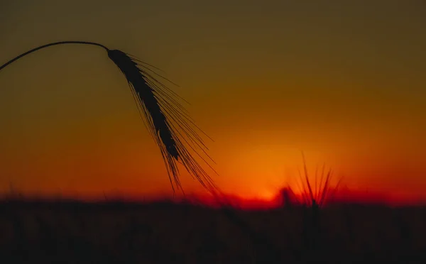 Weizenstacheln Nahaufnahme Auf Einem Hintergrund Sonnenuntergang — Stockfoto