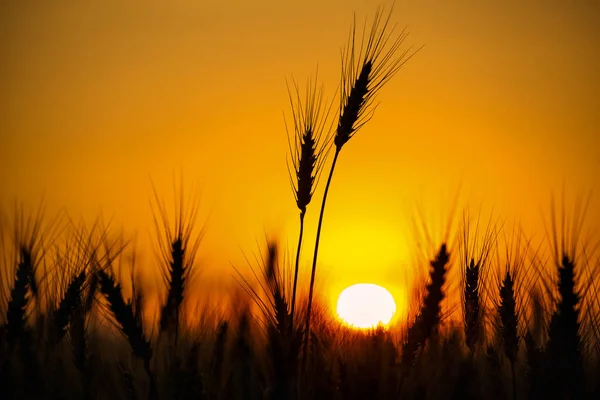 Weizenstacheln Nahaufnahme Auf Einem Hintergrund Sonnenuntergang Getreideernte Sommer — Stockfoto